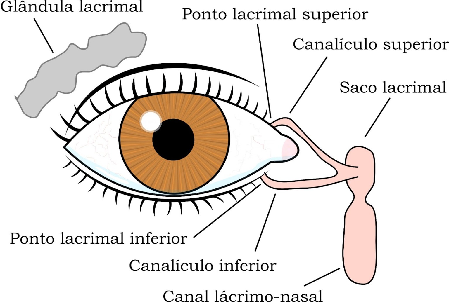 Plug Lacrimal Para O Tratamento Do Olho Seco - Oftalmologia